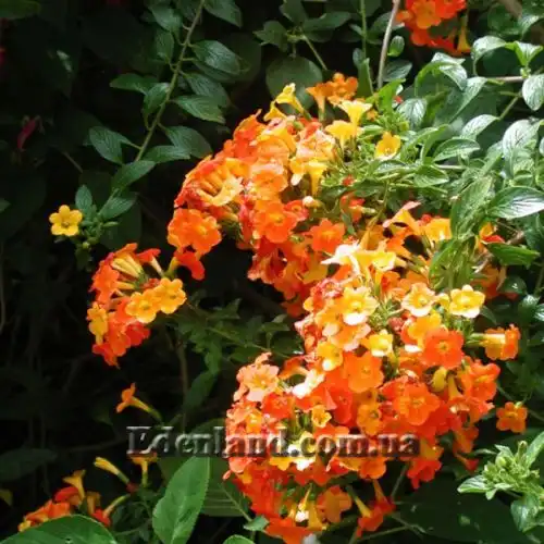 Изображение Стрептосолен Джеймсона - Streptosolen jamesonii