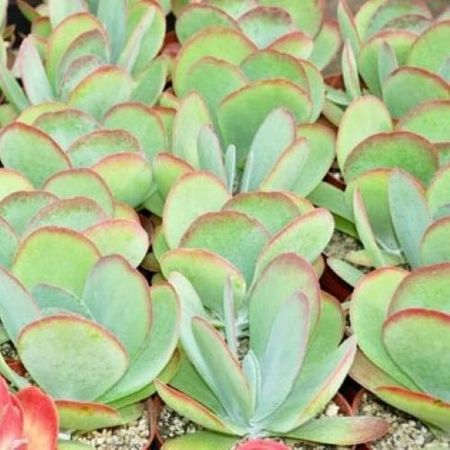 Каланхое Лусія - Kalanchoe luciae