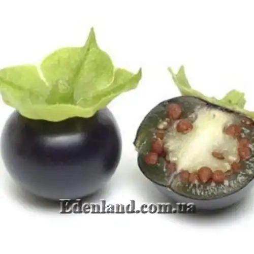 Изображение Джалтомата лежачая  - Jaltomata procumbens