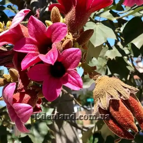 Изображение Брахихитон разноцветный - Brachychiton discolor