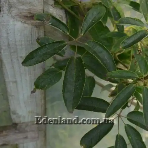 Изображение Хольбелия широколистная - Holboellia latifolia