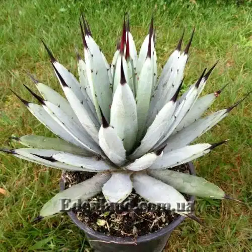 Изображение Агава крупноколючковая - Agave macroacantha