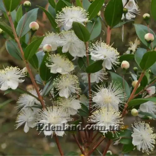 Изображение Мирт обыкновенный белоплодный - Myrtus communis var. leucocarpa