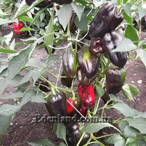 Изображение Перец сладкий Черный конь