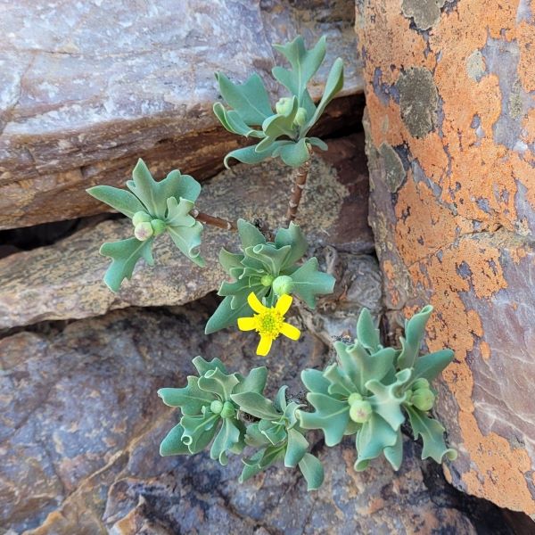 Зображення Отонна дуболиста - Othonna quercifolia