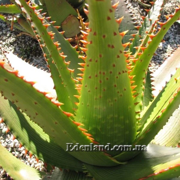 Зображення листя