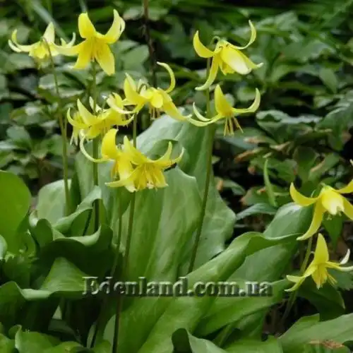 Зображення Еритроніум загорнутий Пагода - Erythronium revolutum Pagoda