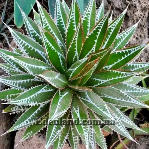 Изображение Агава отпечатанная - Agave impressa