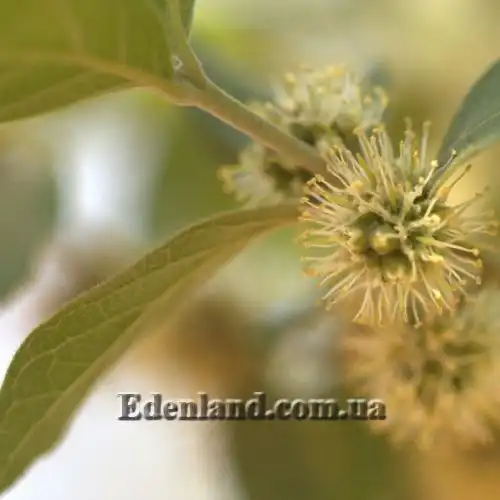 Изображение Комбретум краснолистный - Combretum erythrophyllum 