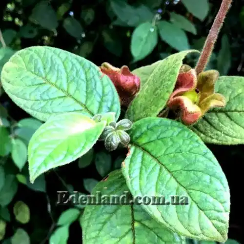 Изображение Дримония аллоплектусовидная - Drymonia alloplectoides