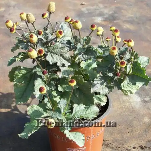 Зображення Спілантес городній - Spilanthes oleracea