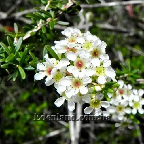 Изображение Саннанта прутьевидная - Sannantha virgata