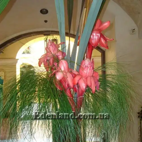 Изображение Этлингера возвышенная (Розовый факел) - Etlingera elatior (Pink Torch)