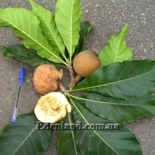 Зображення плоди