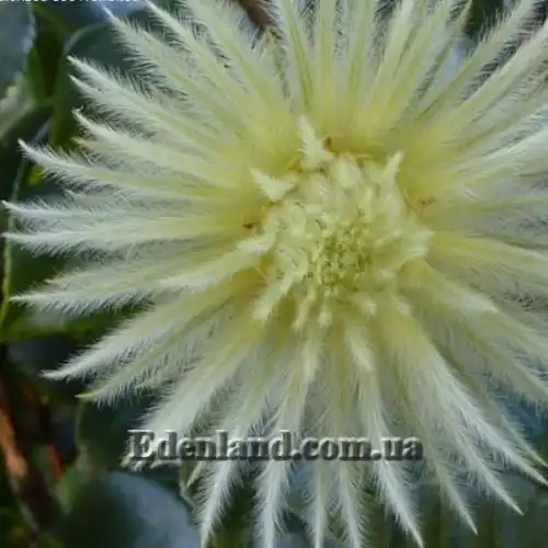 Изображение Филика пернатая - Phylica plumose 