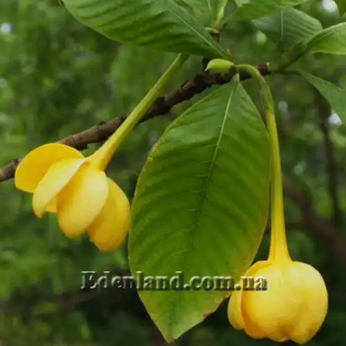 Изображение Гардения золотая - Gardenia sootepensis