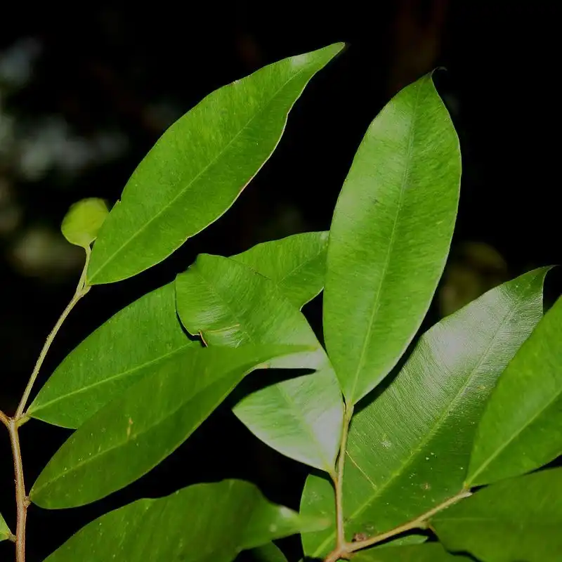 Изображение листья