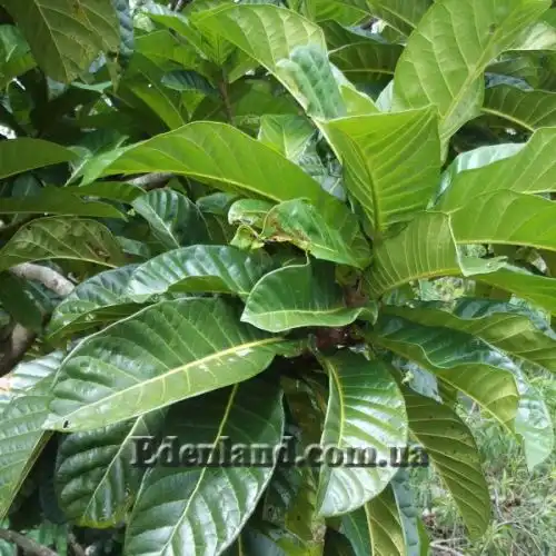 Изображение Фикус Харбофилла (красиволистный) - Ficus habrophylla