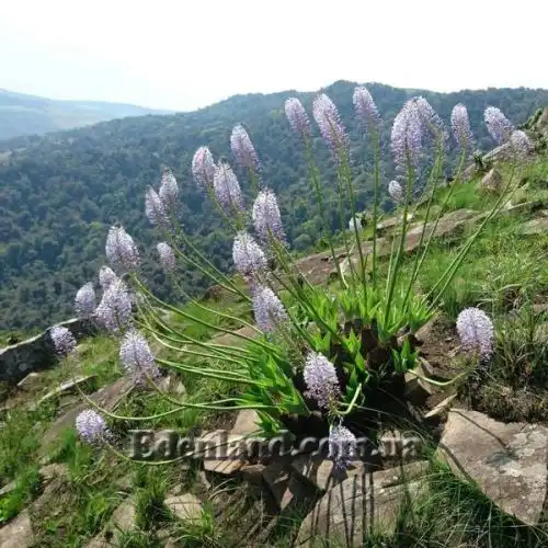 Зображення Мервілла свинцева - Merwilla plumbea