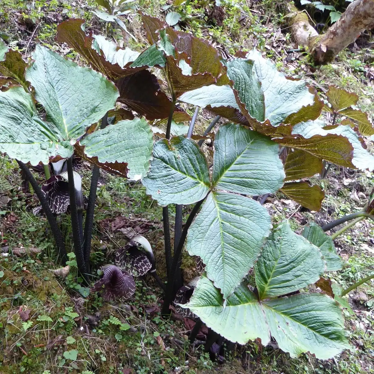 Изображение Аризема Гриффита  - Arisaema griffithii