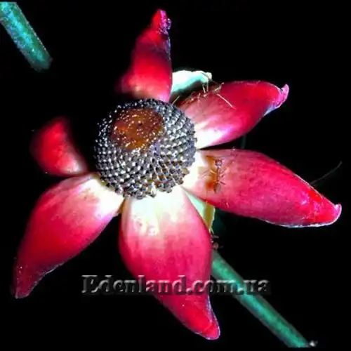 Изображение Увария вогнутая - Uvaria concava