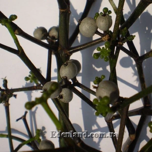 Изображение Полисциас кустарниковый  - Polyscias fruticosa