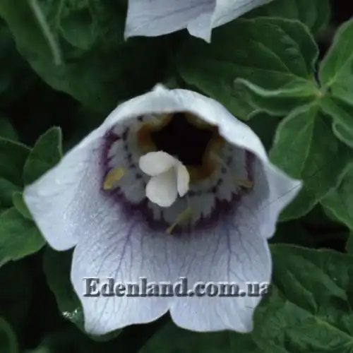 Изображение Кодонопсис клематисовидный - Codonopsis clematidea