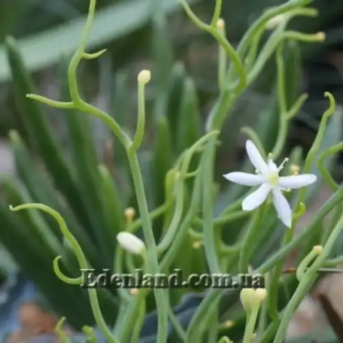 Изображение Бовиэя (Бовея) вьющаяся - Bowiea volubilis