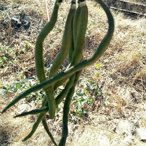 Изображение Хандроантус импетигинозный  - Handroanthus impetiginosa