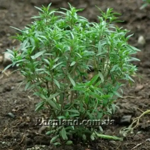 Зображення Сатурея садова - Satureja hortensis