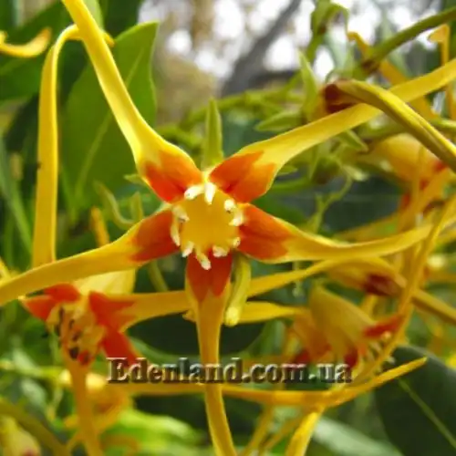 Изображение цветок