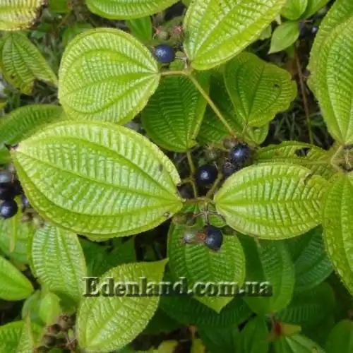 Изображение созревающие плоды