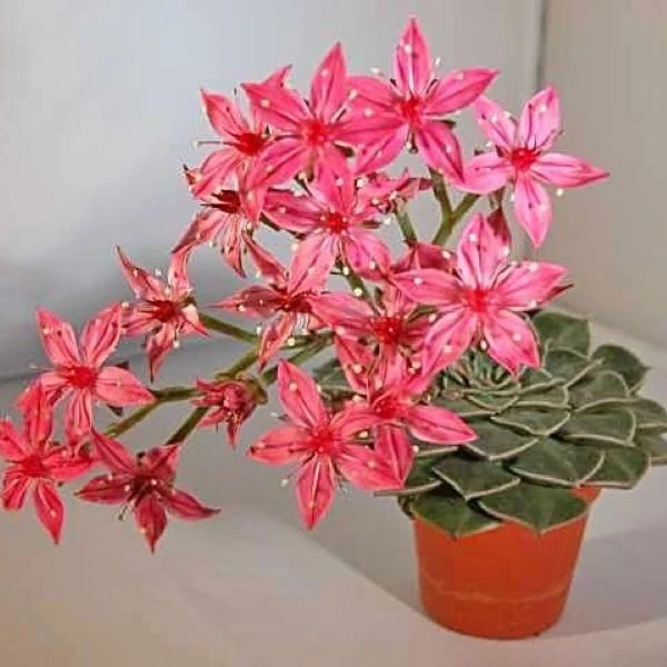 Зображення Граптопеталум прекрасний  - Graptopetalum bellum 