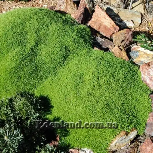 Изображение Склерантус двуцветковый - Scleranthus biflorus