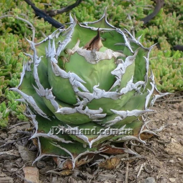 Зображення Агава Отеро  - Agave oteroi