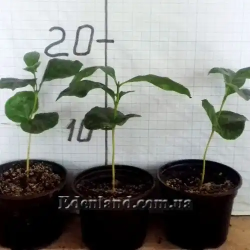 Изображение саженцы в продаже