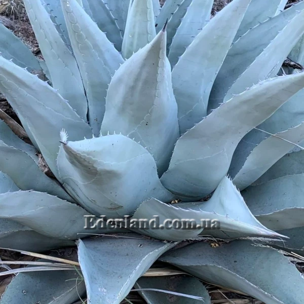 Зображення Агава Хаварда  - Agave havardiana