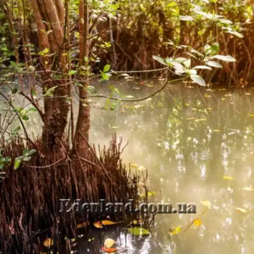 Изображение Соннератия сырная - Sonneratia caseolaris 