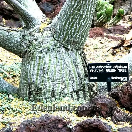 Изображение ствол в природе