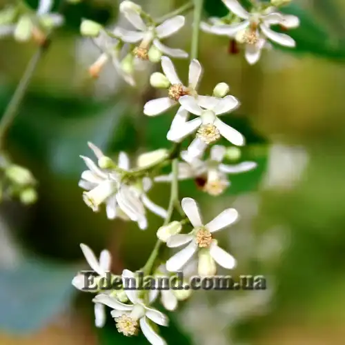 Изображение цветы