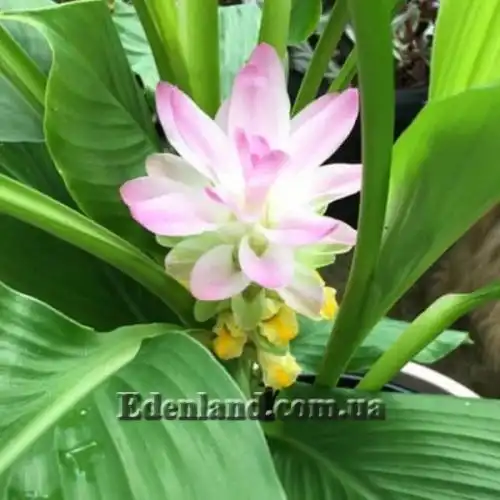 Изображение Куркума длинная - Curcumae longae