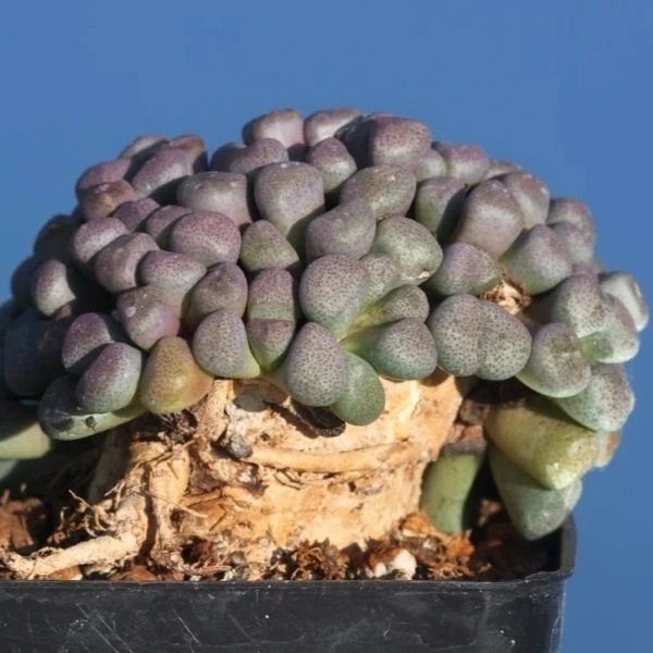 Изображение Алоинопсис Шунеса  - Aloinopsis schooneesii