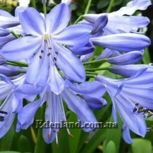 Изображение Агапантус ранний - Agapanthus praecox