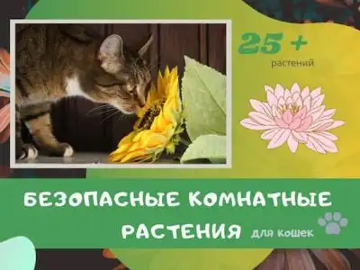 Изображение Безопасные Комнатные Растения для Кошек