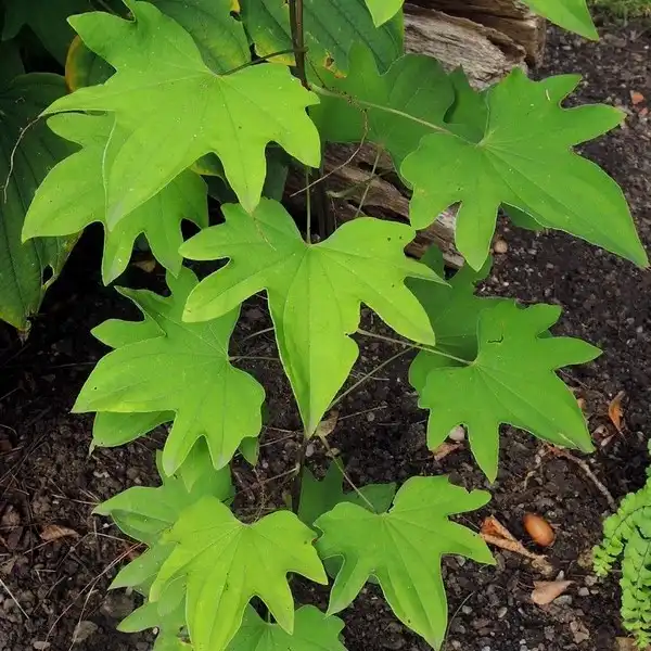 Изображение листья