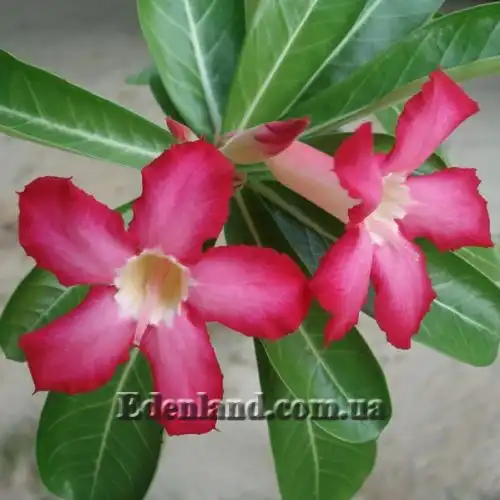 Изображение Адениум тучный - Adenium obesum var. obesum