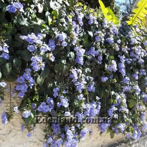 Изображение Тунбергия крупноцветковая - Thunbergia grandiflora