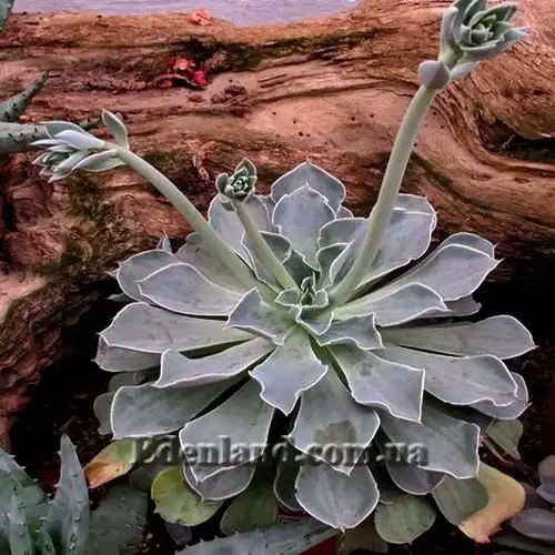 Зображення Ехеверія шавіана х стриктіфлора - Echeveria shaviana х strictiflora