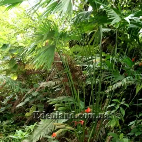 Изображение растение в природе