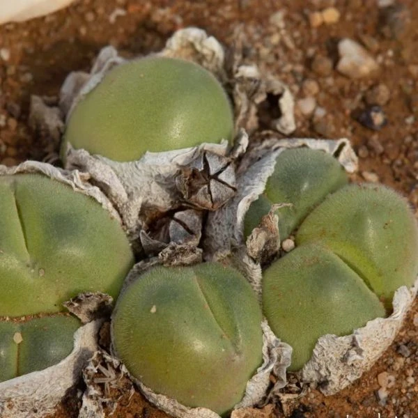 Зображення Гіббеум горіховидний - Gibbaeum nuciforme